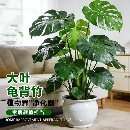 【四季常青】老桩龟背芋洒金龟背竹盆栽室内大型好养观叶植物盆栽