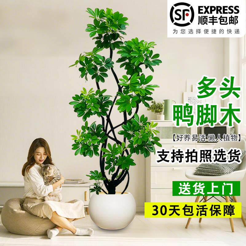 造型鸭脚木客厅大盆栽鸭掌木鹅掌柴室内乔迁绿植植物大型落地四季