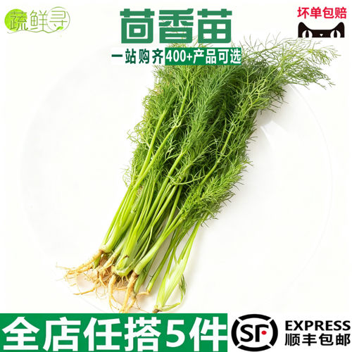 新鲜茴香小茴香苗新鲜茴香叶饺子馅料茴香菜新鲜调料
