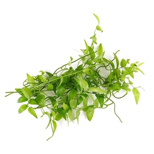 新鲜幸运星 阔叶舞竹 幸运草 腾树苗 酒店冷摆盘花草一盒40片