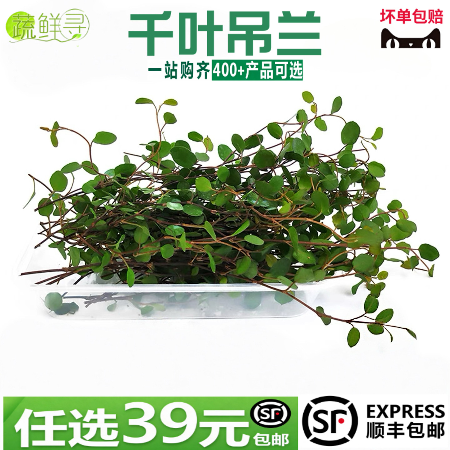 新鲜千叶吊兰长寿藤吊兰叶子烘焙蛋糕装饰西餐日料刺身摆盘花草图片
