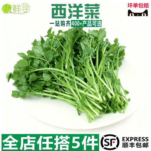 新鲜西洋菜豆瓣菜广东西洋菜现货速发时令蔬菜酒店炒菜火锅涮菜