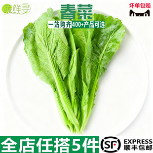 新鲜广东春菜小芥菜 苦菜 时鲜蔬菜广东春菜新鲜蔬菜