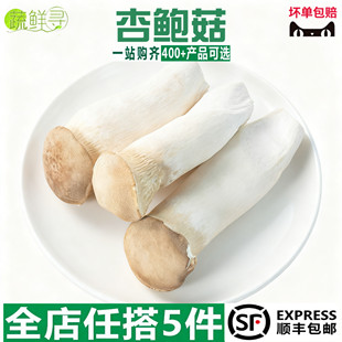 现摘新鲜杏鲍菇小杏鲍菇嫩芽火锅烧烤煲汤菌菇农产品时令蔬菜