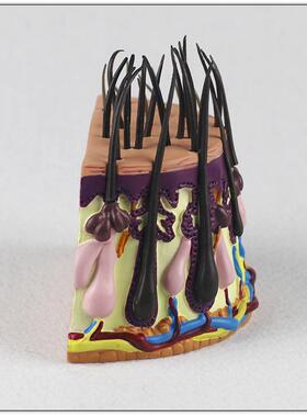 毛发成大长过程头毛囊放大发皮人肤放皮肤解剖体WDG解剖模型