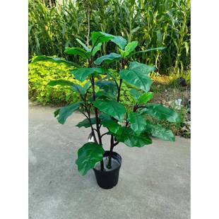 仿真蔬果菜茄子水黄苦瓜瓜橱装饰摆设拍摄教学001写真厂柜家