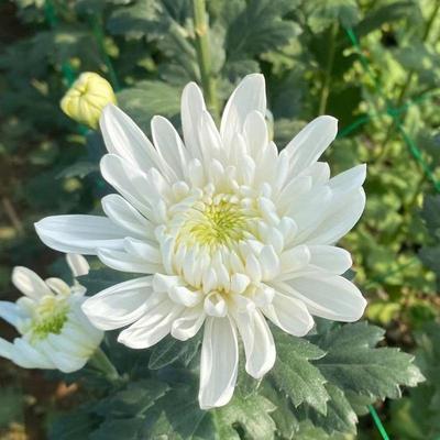 直养鲜花菊花基地白菊花花束量黄菊白菊花新MYM鲜质花苞发包装