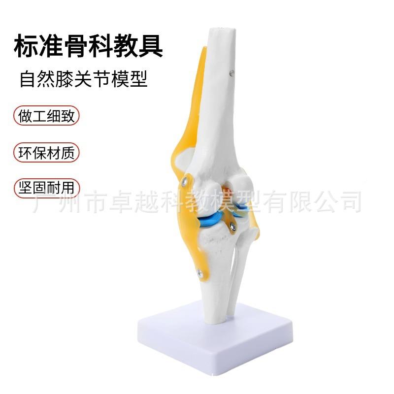 人体骨肩骼模型6大关模膝关节脚关节型手关节关节肘关372节髋关节