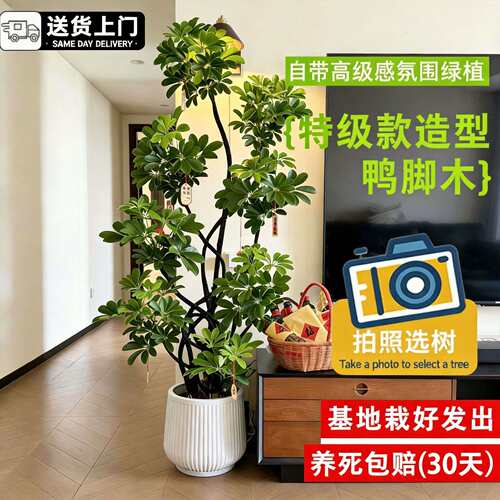 网红鸭脚木老桩大型绿植盆栽客厅多头鹅掌木八方来财植物办公室内