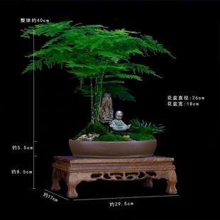 文竹盆室内20073932山办水造型山盆景植物客厅公假桌栽绿植云竹盆