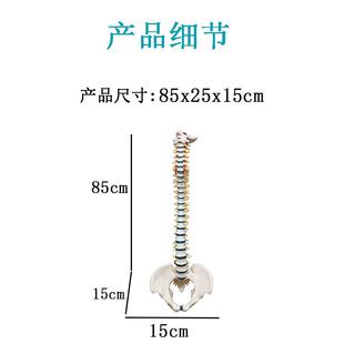 人体骨骼大脊成人1 1带颈胸椎尾椎椎柱椎骨骨椎盆模773型人体脊模