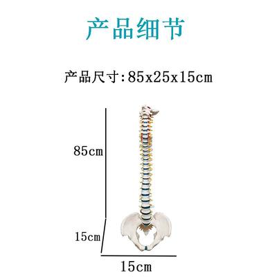 人体骨骼大脊成人1:1带颈胸椎尾椎椎柱椎骨骨椎盆模773型人体脊模