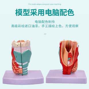 自然大喉喉解模型喉部解剖模型人体蓝蝶咙解剖模型喉头剖解剖模型
