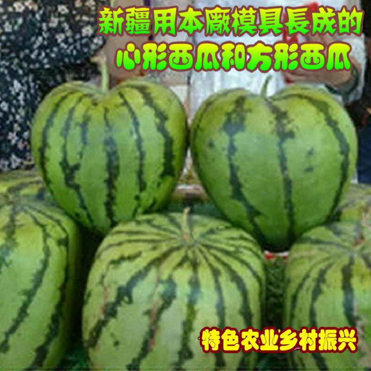 塑1公分JAA双心形西模具16斤大号蔬菜瓜果定型料模2具瓜采摘园农