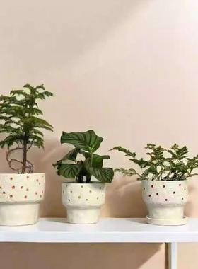 简约阳台个OCH性豆色人仙盆掌办公室清新月球纹盆理小景多肉花桌