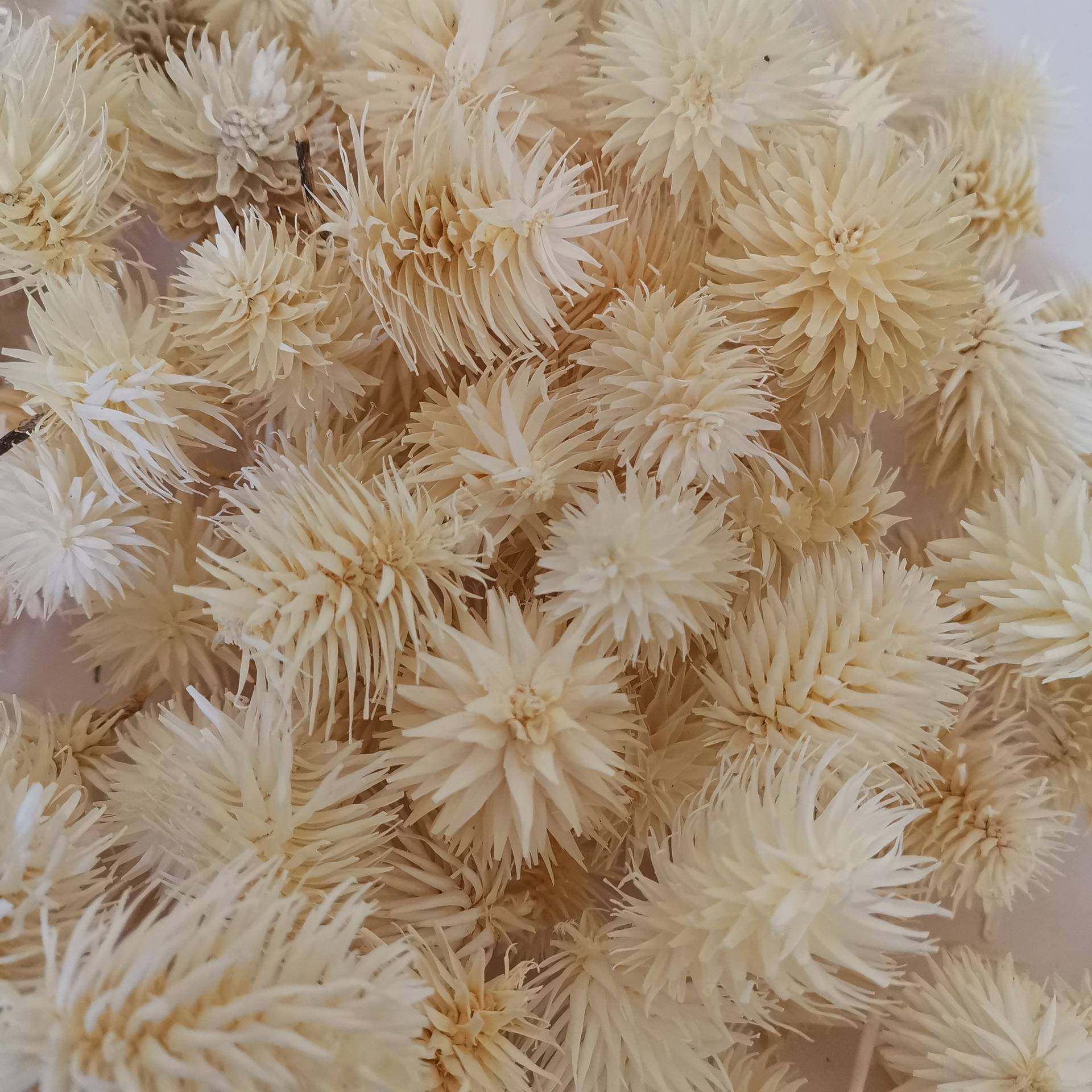 云南干花料干花材原材DYI料csg00001雪松果