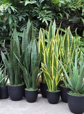 真虎仿皮兰植绿色物绿黄LD-52008边盆栽人造假植植物黄边虎皮兰