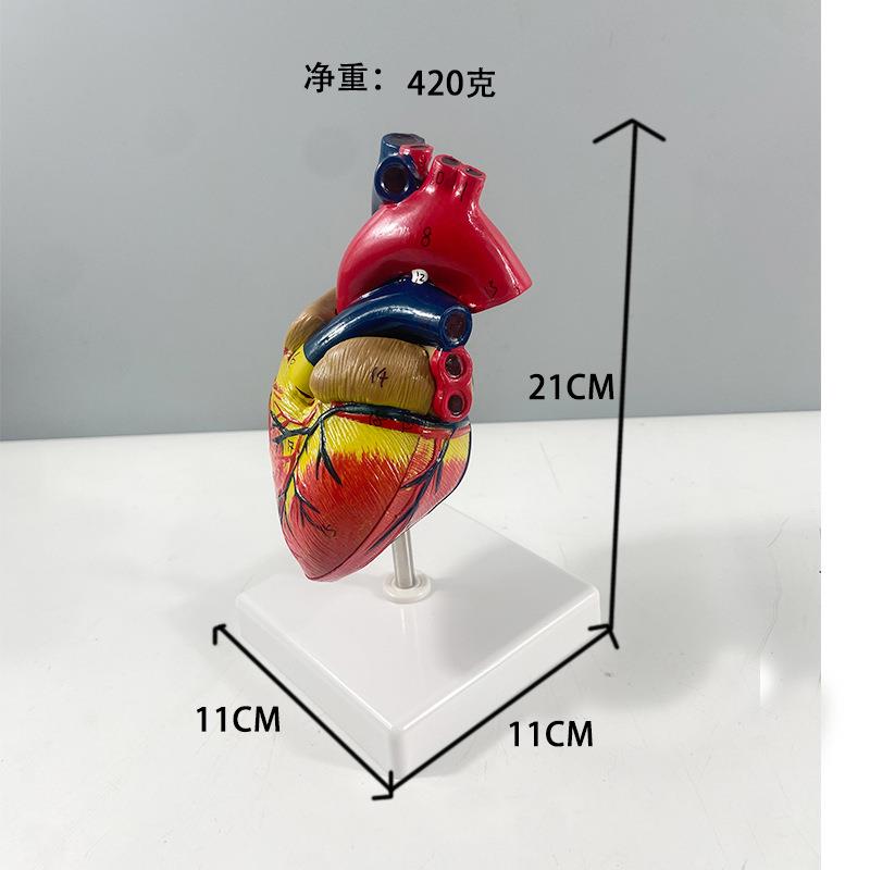 数生产人体心脏模型带识字标可上盖拆LYA06614