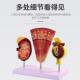与236肾单位肾球模肾型人体肾模型肾脏模型脏解肾剖小模型肾科