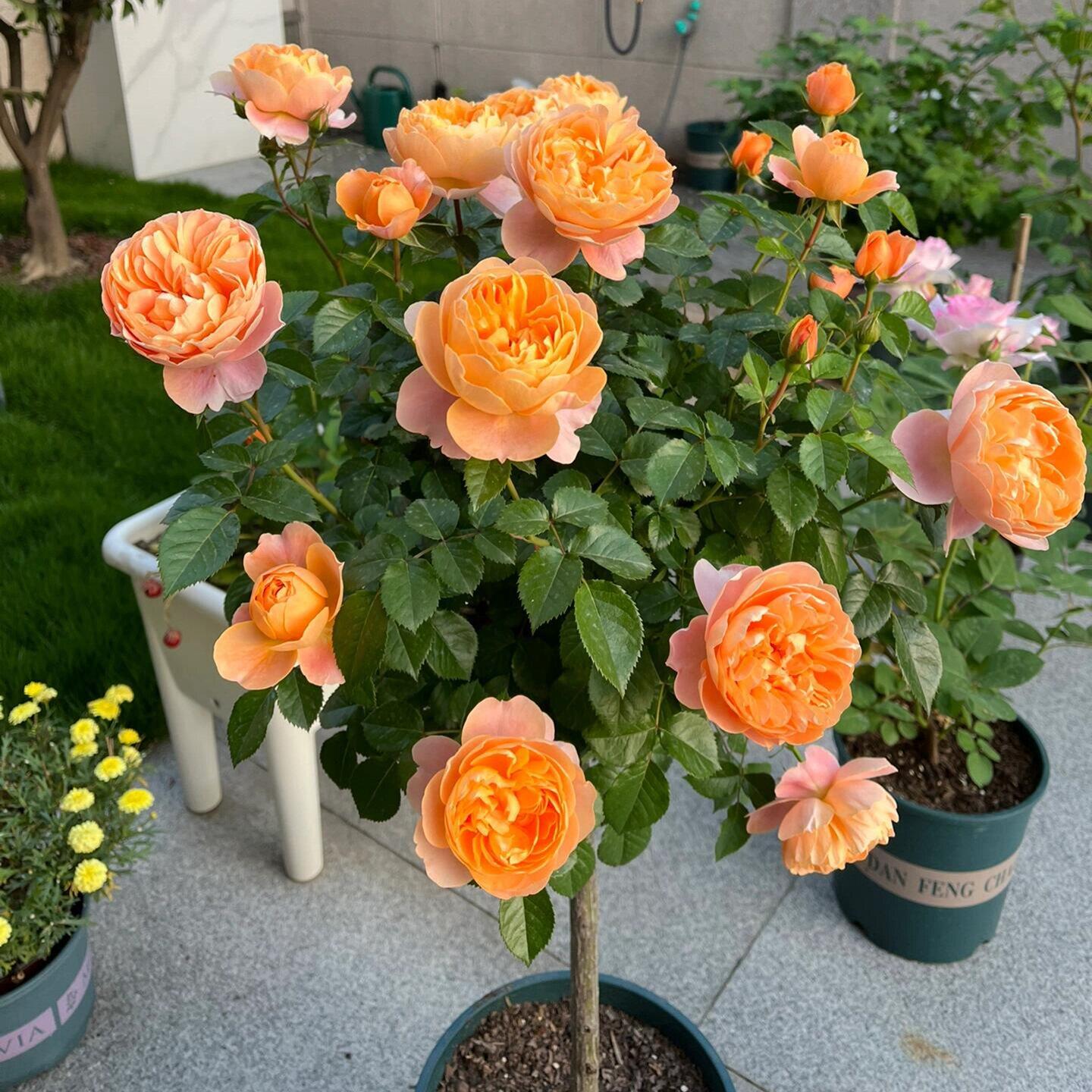 高档树桩月季花苗树状玫瑰果汁阳台棒棒糖庭院花园植物花卉四季开