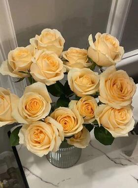 XSN玫瑰花香槟玫瑰束花直发采发新水鲜大花苞办公室养瑰玫真花