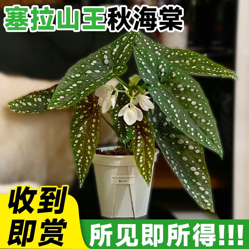 塞拉山王秋海棠盆栽竹节鳟鱼绿泡花卉阳台室O内芋类植物四季好养
