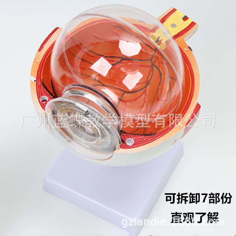 108人体球模型眼6倍放大球模型五官科眼睛构造解剖眼教学模型医学,文具电教/文化用品/商务用品,教学标本/模型,淘宝优惠券,粉丝福利购,淘宝优惠卷