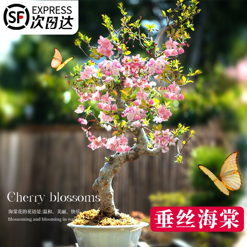 垂丝海棠花盆栽树苗老桩四季开花卉植K物室内庭院阳台好养花卉