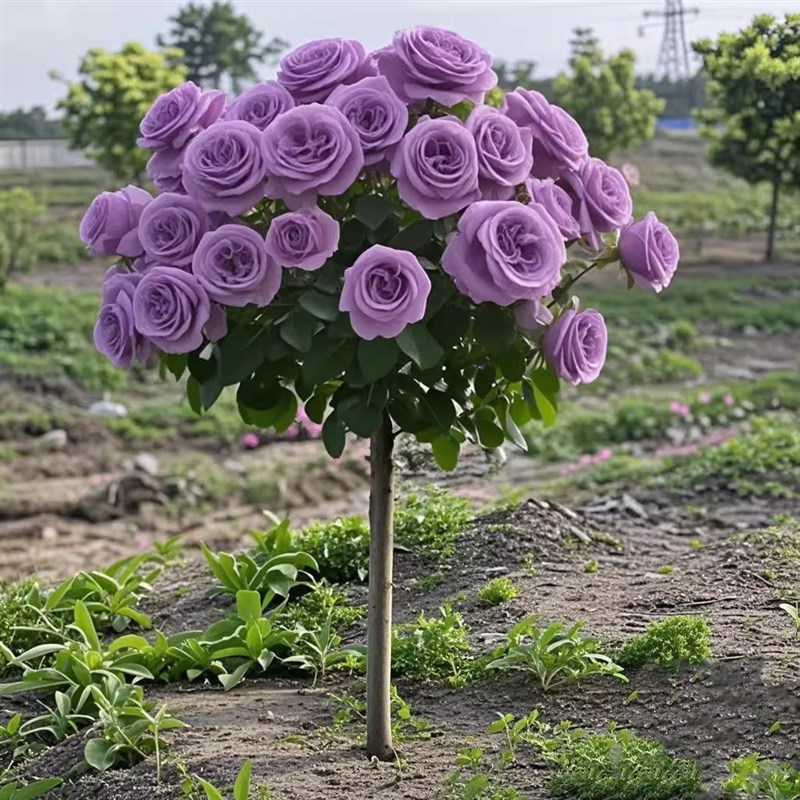 带花棒棒糖树桩月季花树苗老桩嫁接D四季开特大花树状玫瑰花卉盆