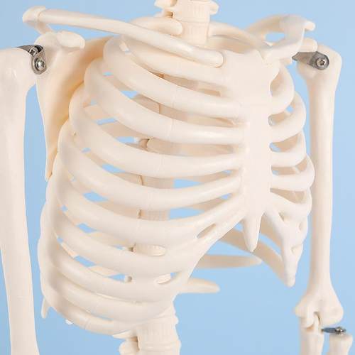 PN-T0瑜106体85c281m人骨骼模型骨架正骨健身房伽展示教学写生