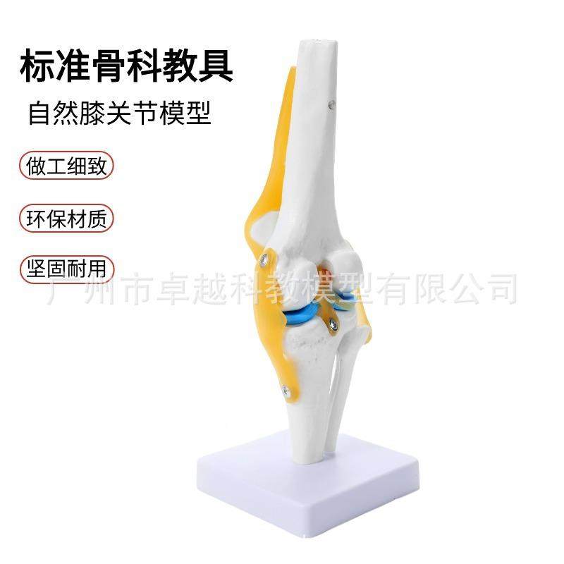 人骨骼模168型6大关节模型膝关脚节关节手关节体肩关节肘节关髋关,文具电教/文化用品/商务用品,教学标本/模型,淘宝优惠券,粉丝福利购,淘宝优惠卷