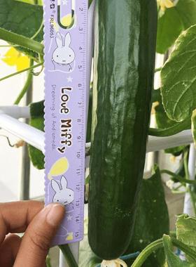 家庭室内懒人阳种菜神器花机箱家用无土LTB-6100栽培蔬菜种植槽架