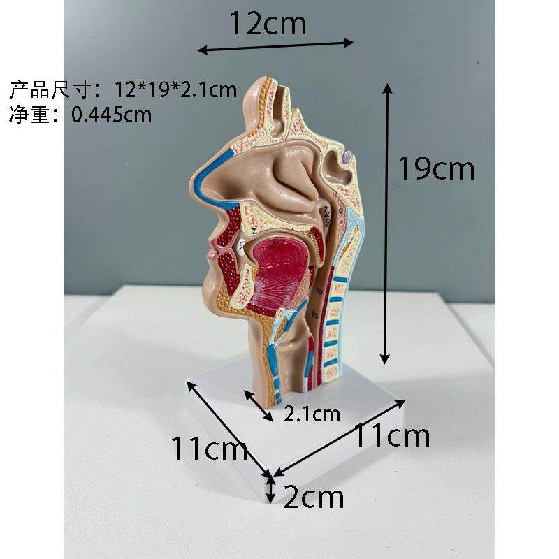 耳鼻喉鼻科型正中失状断喉咽腔人体腔口腔咽834喉解模剖模型A