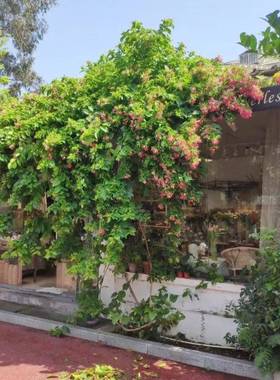 使攀君子爬君藤植物大花苗盆栽重瓣室外庭院四rzs62392季开花夜来