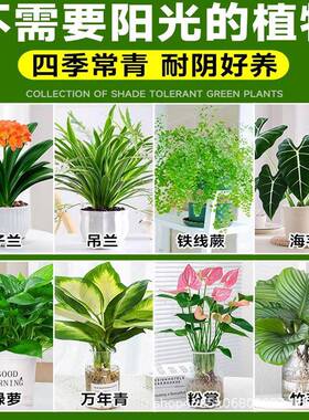 不需要阳光的植物室内桌面绿色盆栽水培绿萝适合懒人养的花卉绿植