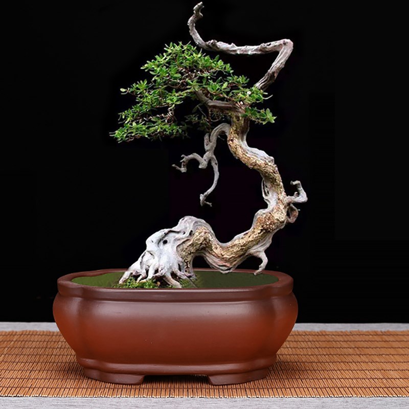 精品四方紫砂花盆小号 仿古椭圆 多肉菖蒲桌面家用园艺盆景盆