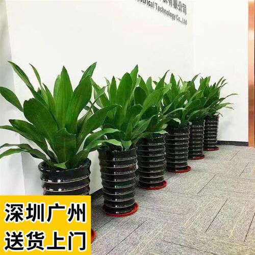 青叶也门铁盆栽室内客厅办公室前台耐阴好养落地四季常青绿植美观