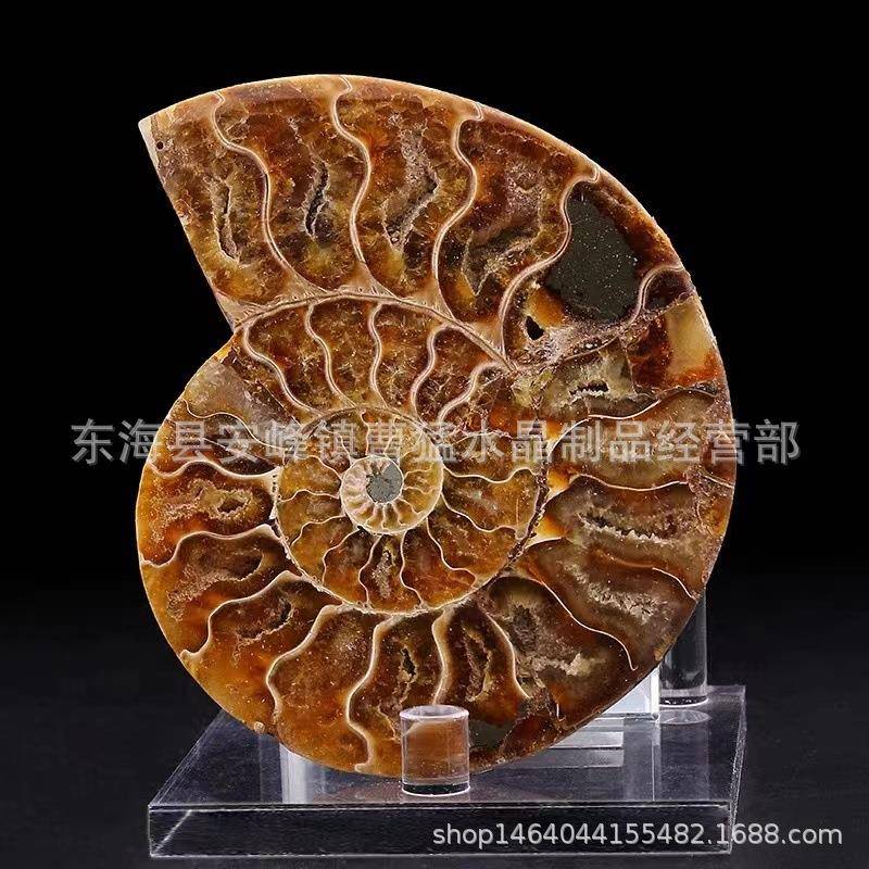 天然玉化螺菊石化石螺 斑彩螺化石 切片螺摆件 海螺原石矿物