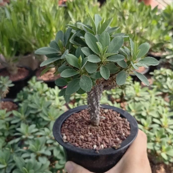 杜兰尼大戟 Euphorbia duranii 大戟科带刺多肉块根盆栽