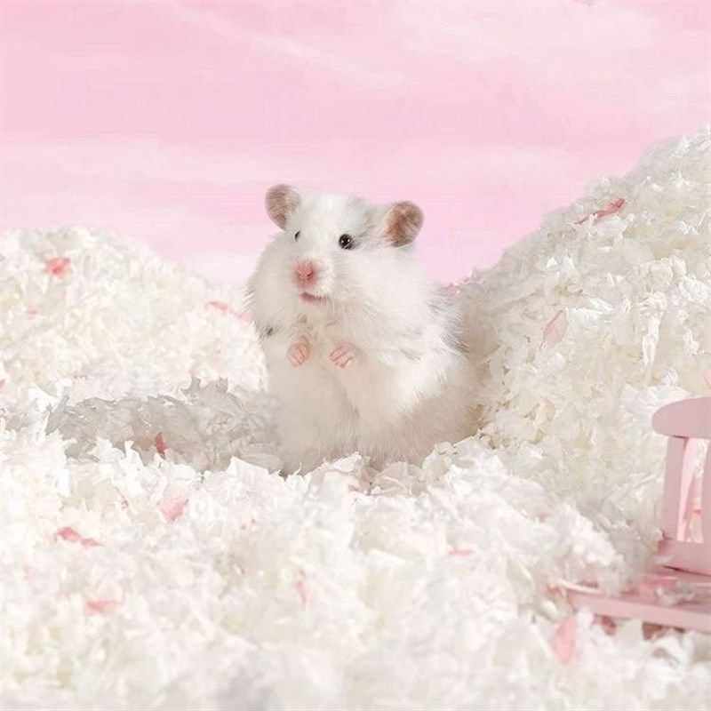 卡诺宠物仓鼠纸棉垫料木屑金丝熊造景除臭刨花纸粒用品,宠物/宠物食品及用品,散热板,淘宝优惠券,粉丝福利购,淘宝优惠卷