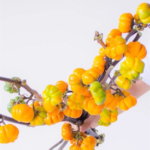 观赏小南瓜番茄鲜花鲜切枝云南直发真花插花水培鲜切花南瓜树花束