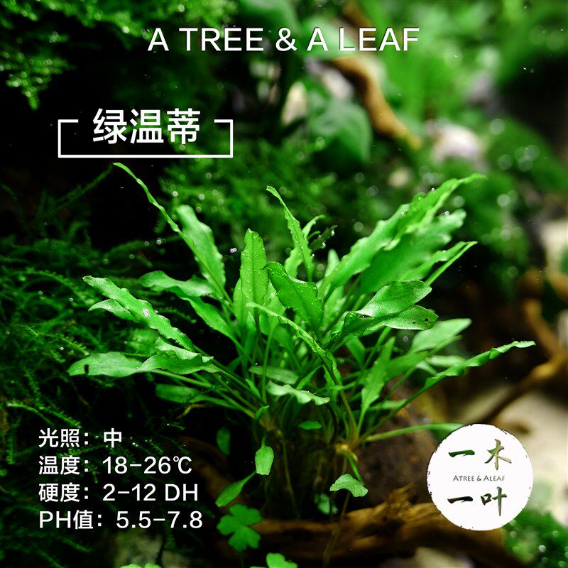 绿温蒂椒草 迷你青椒 喷泉椒 缎带椒 椒草合集 水下叶 中景草