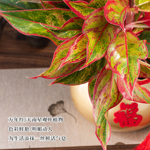 万年红盆栽花卉植物室内花美观四季好养客厅办公室桌面绿植年宵花