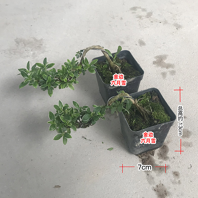 六月雪盆景植物金边老桩小苗提根盆栽室内桌面绿植悬崖包邮