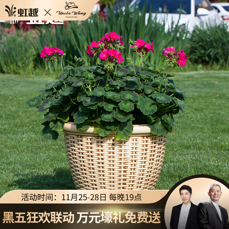 仿藤编花盆多规格 虹越阳台露台庭院种植华锦塑料有孔种植盆