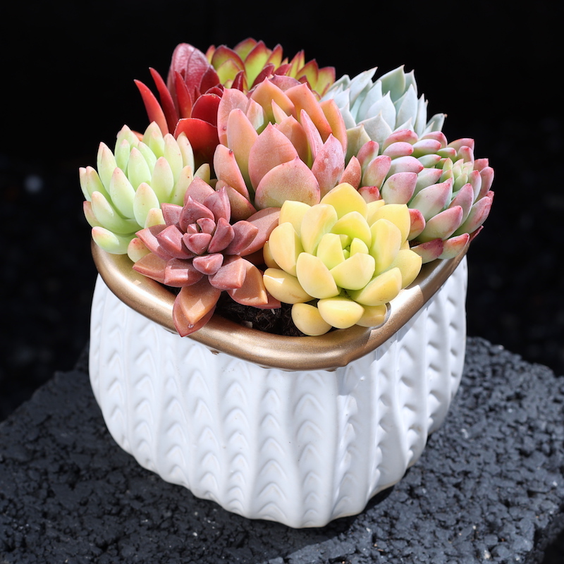 云南多肉植物盆栽带盆栽好昆明直发精选品质茶几阳台美观趣味