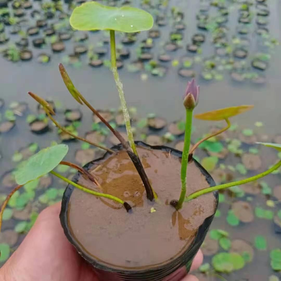 I微型碗莲种藕根茎带花苞迷你小荷花藕苗小微莲水培植物碗莲观赏