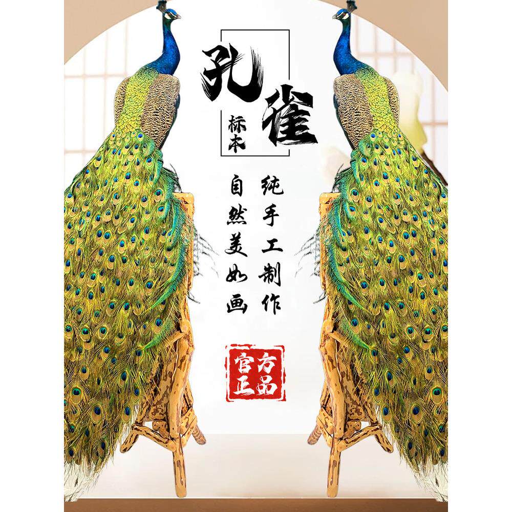 孔雀摆件玄关摆件 真羽毛客厅婚庆会所拍摄道具教学装饰工艺品