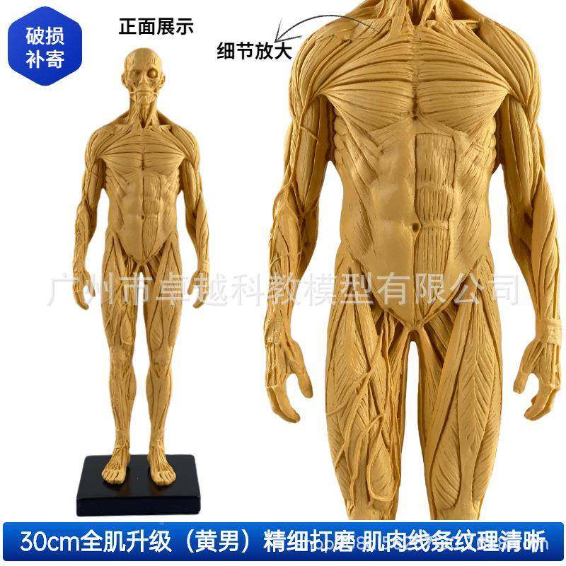 30c绘画参考头骨模型690肌肉色艺剖用m人体肉骨骼解结构肌美术速,文具电教/文化用品/商务用品,教学标本/模型,淘宝优惠券,粉丝福利购,淘宝优惠卷