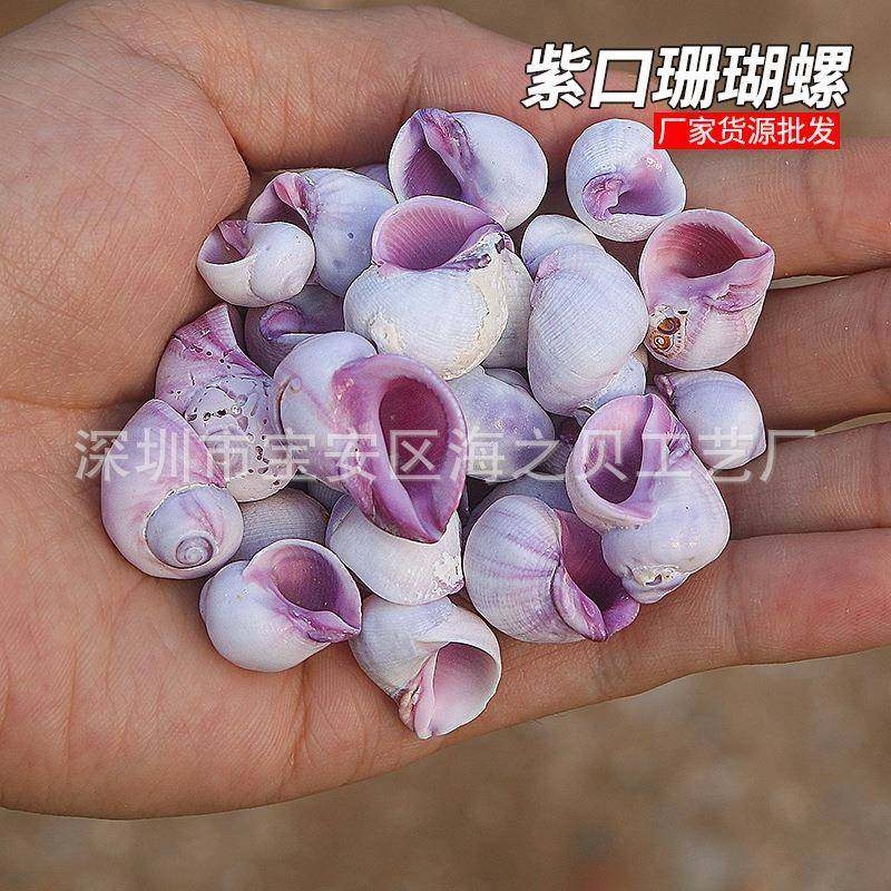 紫口珊瑚螺天然贝壳鱼缸水族造景装饰寄居蟹卷贝鱼替换壳厂家